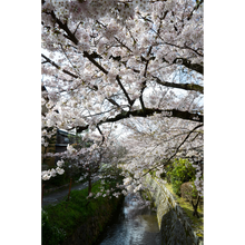 Load image into Gallery viewer, 35  KYOTO
